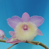 Dendrobium aphyllum'Kurahashi'SM/JOGA 
