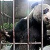 パンダに義足を、中国の保護センターが世界に訴え