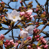 桜開花