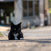 玄海諸島のねこさん