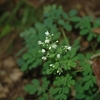 マツカゼソウ　ミカン科　2009/10/03　松風草　久須夜ケ岳