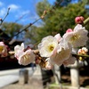 3月の北野天満宮のお話。