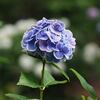 神代植物公園のアジサイ、6月の温度統計