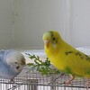 鳥さんの習性？物を落とす