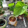 モンステラのどたばた植え替え　初のベラボン植え