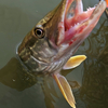 ■魚種>>047: ノーザンパイク（ Esox lucius ）