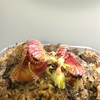 セファロタス成長記録=2026/◆3月13日 #食虫植物 #セファロタス #icos #著作権無料 #BGM