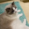 雨の日でも活発ふくちゃん
