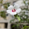 今日から仏様と花のブログを始めます