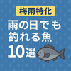 【梅雨特化】雨の日でも釣れる魚10選｜関西のライトゲームで狙うべきターゲットとは？