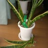 サンセベリア植え替え