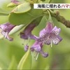 海風に揺れる「ハマジンチョウ」