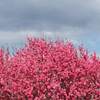 北海道 ゴールデンウィーク 初日 さまざまな虹色現象？