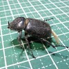   コカブトムシ