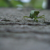 昨日の夕方、カマキリが家の壁面にしがみついていた。産卵か？