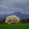 こぶしの花咲くころ