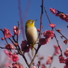 春になると出てくる小さい野鳥は冬の間どこにいるんだろう