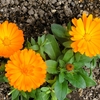 穀雨の静かな春と花々の美しさ