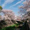 稲城市 三沢川さくら通りの桜が満開 昼の部