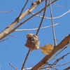 春を待つカマキリの卵