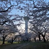 お花見2026 五稜郭公園