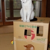 ダンボールハウス