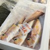 2016年12月30日 小浜漁港　お魚情報