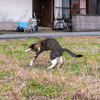 隣県離島のねこさん