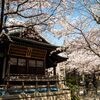 宇迦八幡宮の桜