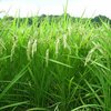稲（早期米）の様子