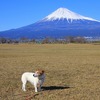 富士山とキン