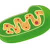 若い身体を保ちたかったらミトコンドリアに気合を入れよう