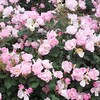 ストレス満載の1日、女三界に家なし