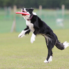 一人暮らしに合う犬種と飼いたい犬種