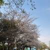 2021年3月27日(土)大宮第三公園の桜(さいたま市大宮区)