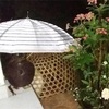 アヤムと私 3  さらなる増殖