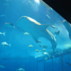 沖縄美ら海水族館（11）