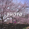 西方寺の桜：Leica Q2