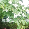 今日は、雨と曇り