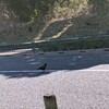 鳴き方に方言あり？
