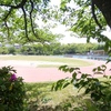 運動公園