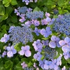 紫陽花もお疲れ