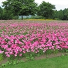 鳥取県西伯郡南部町の「とっとり花回廊」に咲く花たち（10）