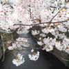 目黒川の桜