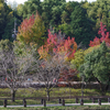 秋の於大公園