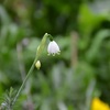 今朝の花々