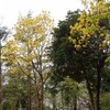大学の庭木