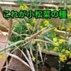 コマツナを育てすぎたら花が咲いて種ができたので植えてみた