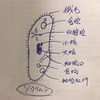 【医学部再受験】生物の偏差値を６０？６５？７０以上に伸ばす方法【体験談】　