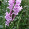 昨日取りあげたハナトラノオを調べる過程で，トラノオの名称を持つ植物が沢山あることに気づきました．そこで，今日は，ただただ，「虎の尾の名前を持つ植物」を集めてみました．サンスベリア／サンセベリア，ルリトラノオ，セイヨウトラノオ，オカトラノオ，トラノオシダ，ムカゴトラノオ---．日本人は「虎の尾」大好きだったんですね．